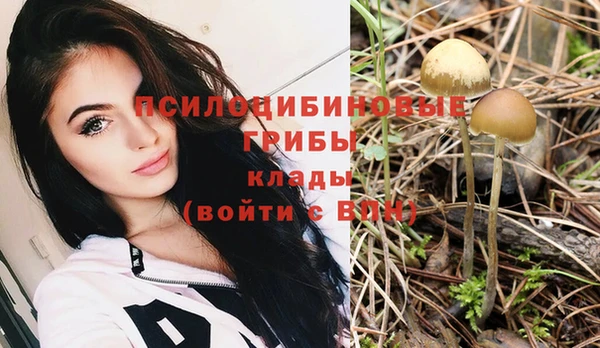 шишки Арсеньев